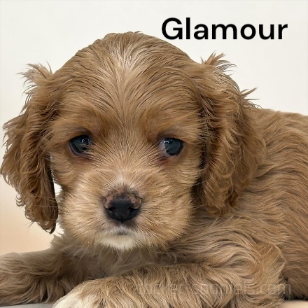 puppy, for, sale, Cocker Spaniel, Joe & Cherri  Overlease, dog, breeder, Miller, MO, dog-breeder, puppy-for-sale, forsale, nearby, find, puppyfind, locator, puppylocator, aca